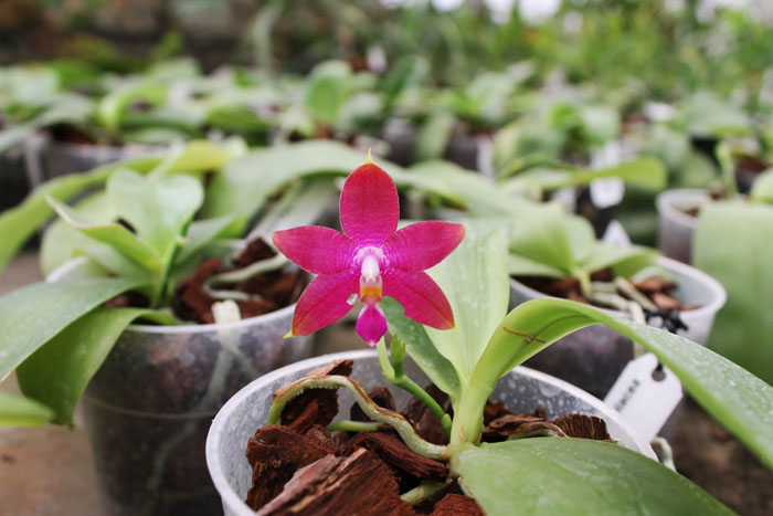 Phalaenopsis Ld's Bear King x violacea indigo.jpg