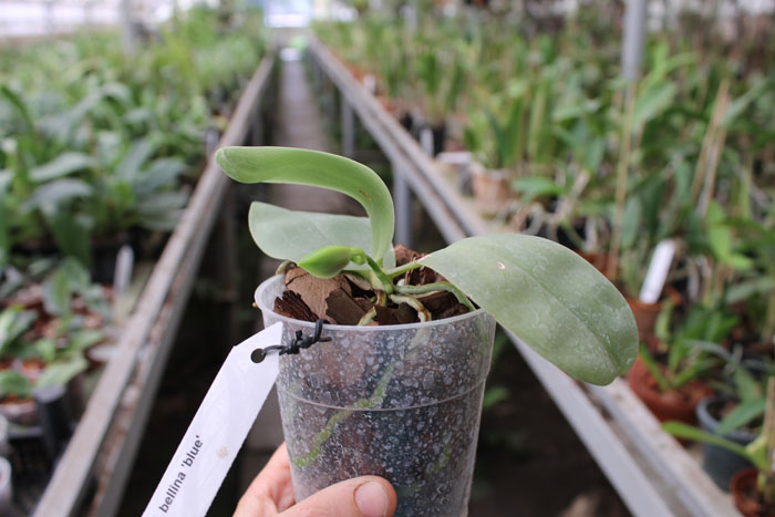 Phalaenopsis bellina 'blue'.jpg