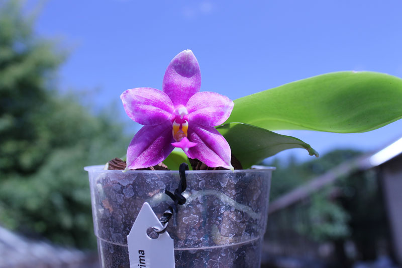 Phalaenopsis Ld Bellina Eagle x Prima.jpg