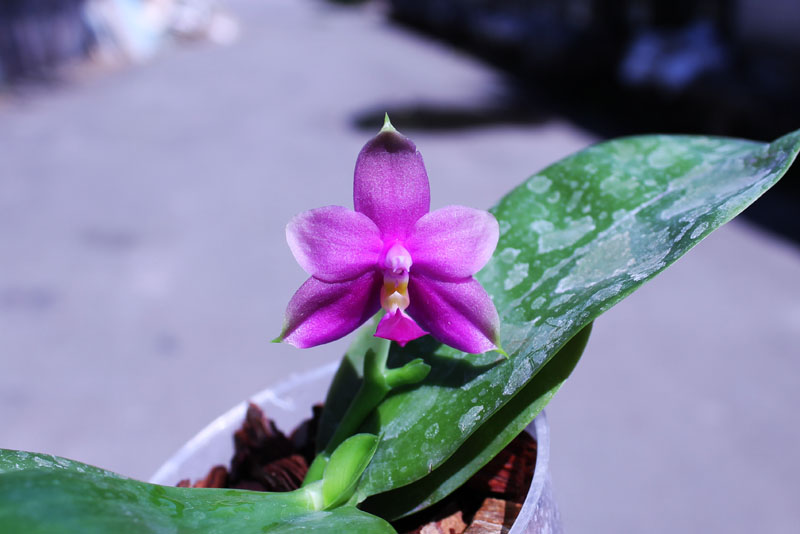 Phalaenopsis LD's Bear Queen x bellina blue.jpg