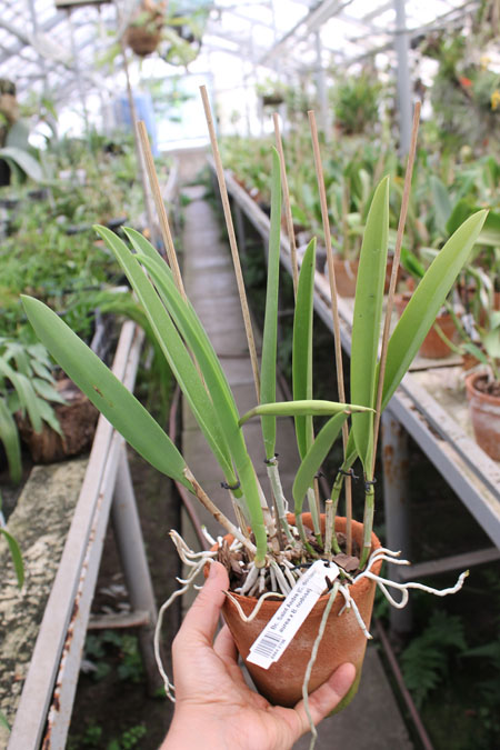 Brassocattleya Saint Andre (Cattleya dowiana aurea x Brassavola nodosa).jpg