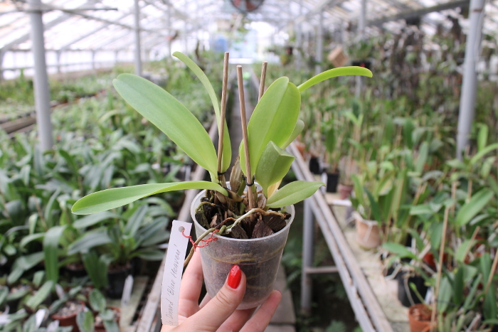Laeliocattleya Dinard 'Blue Heaven'.JPG