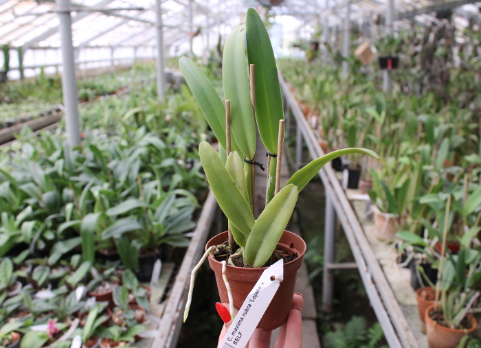 Cattleya maxima rubra 'Lojana' x SELF.JPG