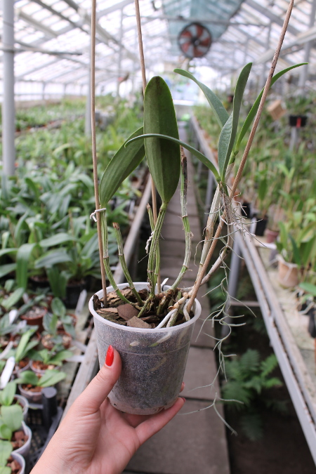 Cattleya Green Emerald 'Orchid Queen' (Cattleya Elizabeth Mahon x Cattleya Thospol Spot).JPG