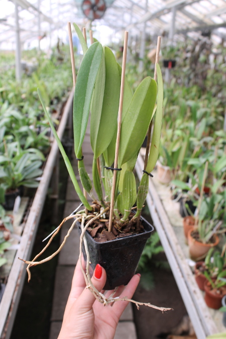Cattleya mossiae amoena.JPG
