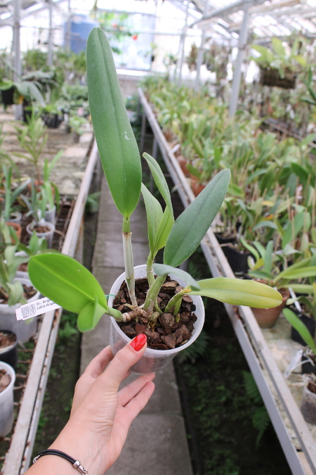 Brassocattleya Angel Lace 'Perfection' (Cattleya Little Angel x Brassavola digbyana).JPG