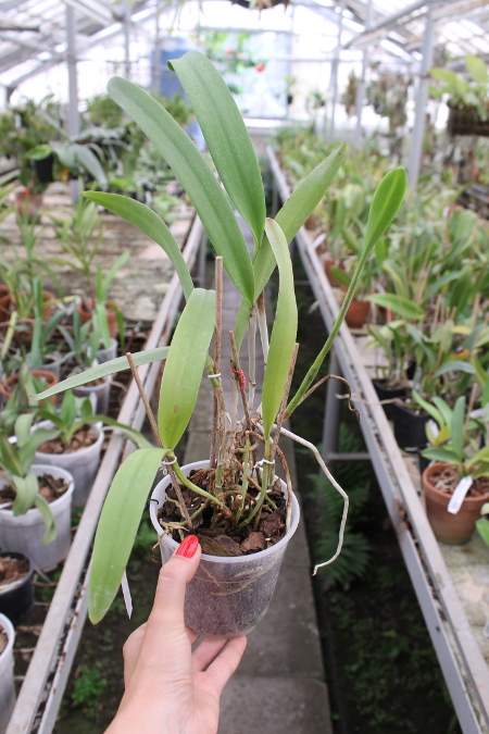Brassolaeliocattleya Keowee 'Mendenhall'.JPG