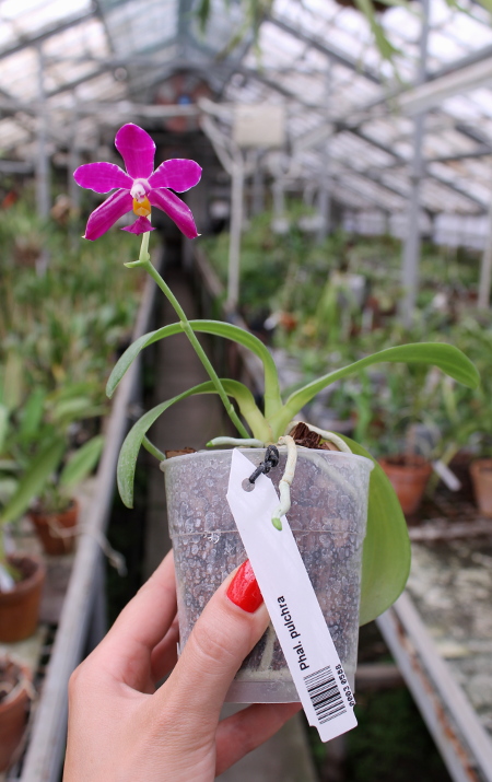 Phalaenopsis pulchra.JPG