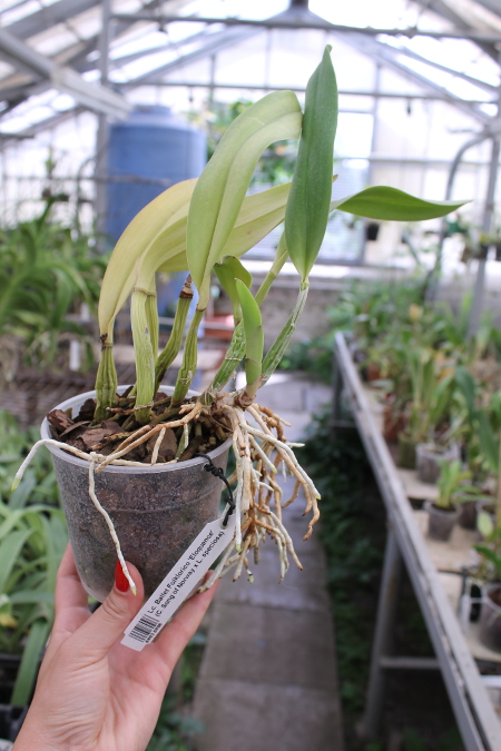 Laeliocattleya Ballet Folklorico 'Eloquence' (Cattleya Song of Norway x Laelia speciosa).JPG
