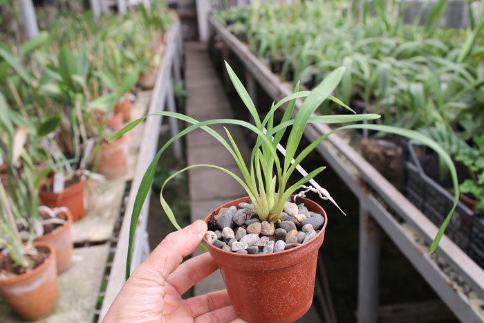 Cymbidium Isle 'Flamingo Three Lips'.jpg