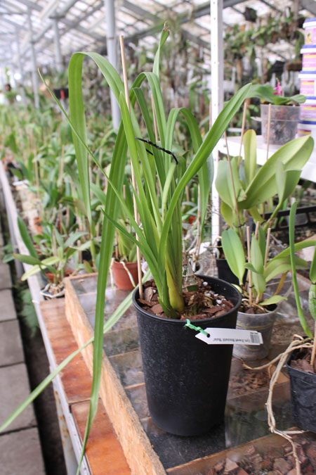 Cymbidium Everett Stockstill 'Bulai'.jpg