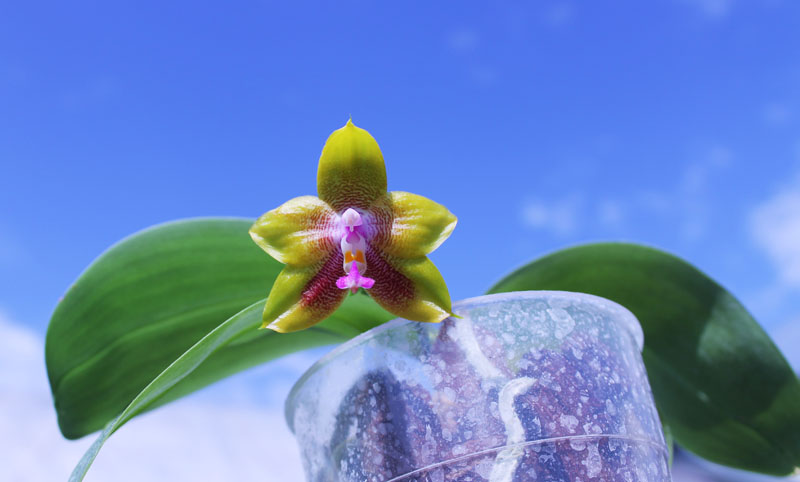 Phalaenopsis Ld's Bear King 'Golden King'.jpg