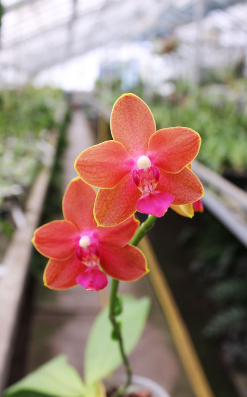 Phalaenopsis Tying Shin Phoenix 'Peter'.jpg