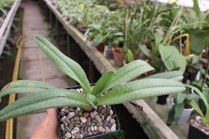 Paphiopedilum Dollgoldi (armeniacum x rothschildianum).jpg