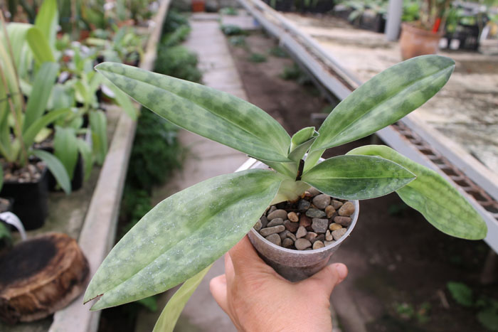 Paphiopedilum Maudiae alba.jpg