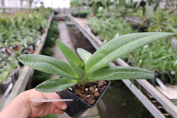 Paphiopedilum Alma Geveart 'Hager's' x Paphiopedilum philippinense var alba 'Kou'.jpg