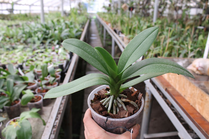 Doritis TH Pink Lady.jpg