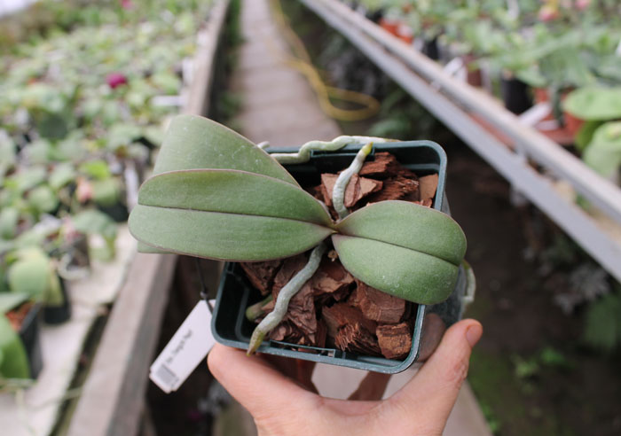 Doritaenopsis Changzhi Pearl.jpg