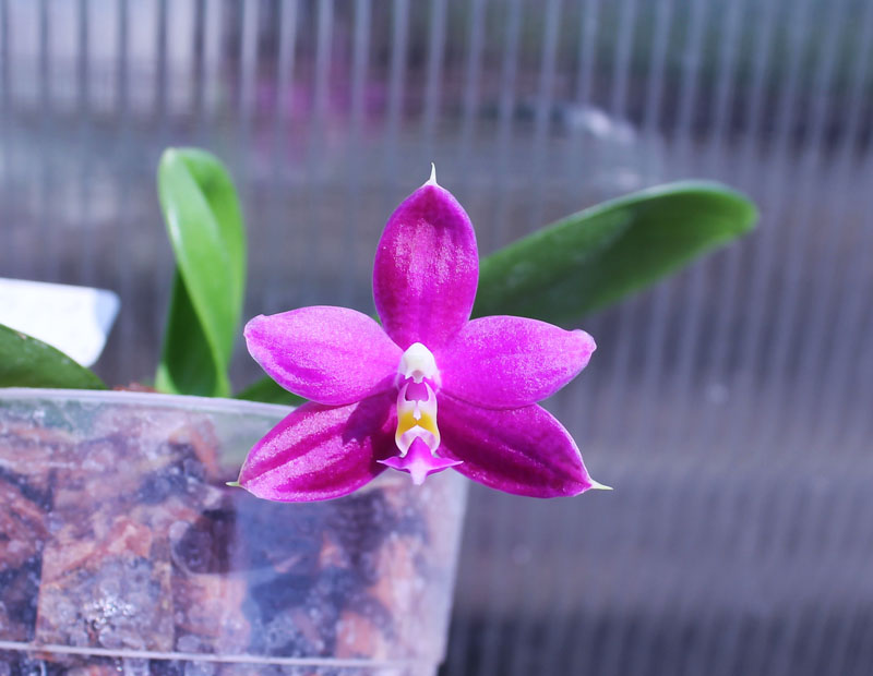 Phalaenopsis Jennifer Palermo 'C1 type'.jpg