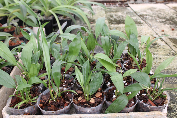 Stanhopea tigrina.jpg