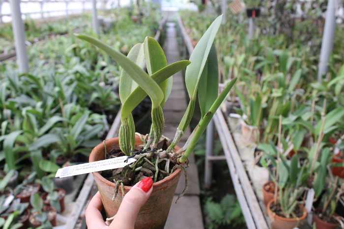 Cattleya trianae tipo 'Giant' x Cattleya trianae (Rolf Altenburg x Vitoria Castro).JPG