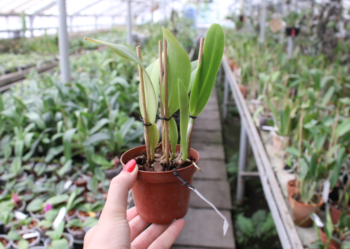 Cattleya trianae amoena 'Maria Ines' x Cattleya trianae amoena 'President Geisel'.JPG