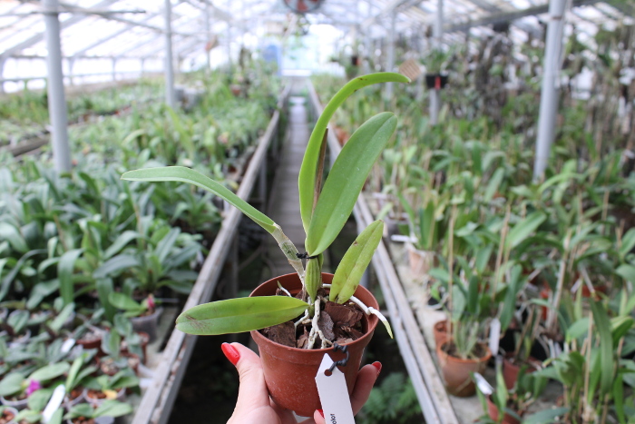 Cattleya trianae concolor.JPG