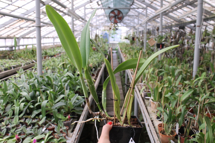 Cattleya trianae 'Junio' (12-8) x Cattleya trianae 'Sangre de Toro II' (25-8).JPG
