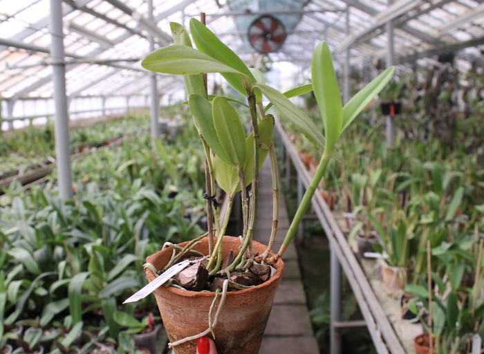 Cattleya harrisoniana alba 'Maraja' x Cattleya harrisoniana trilabelo.JPG
