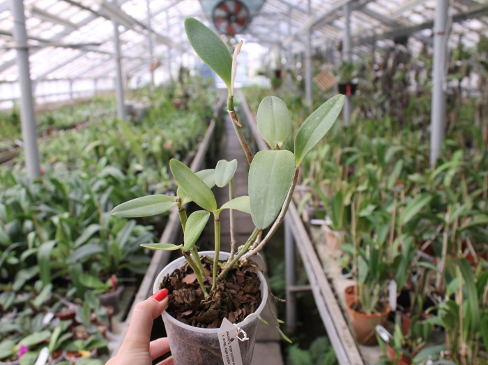 Cattleya intermedia aquini alba 'Neve' x Cattleya intermedia aquini alba 'Sublime'.JPG