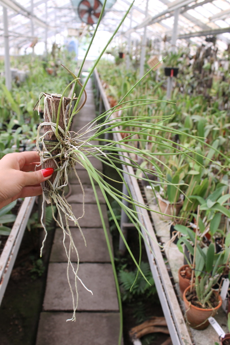 Brassavola cucullata.JPG