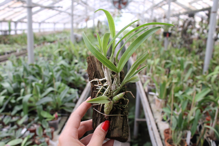 Laelia gouldiana.JPG