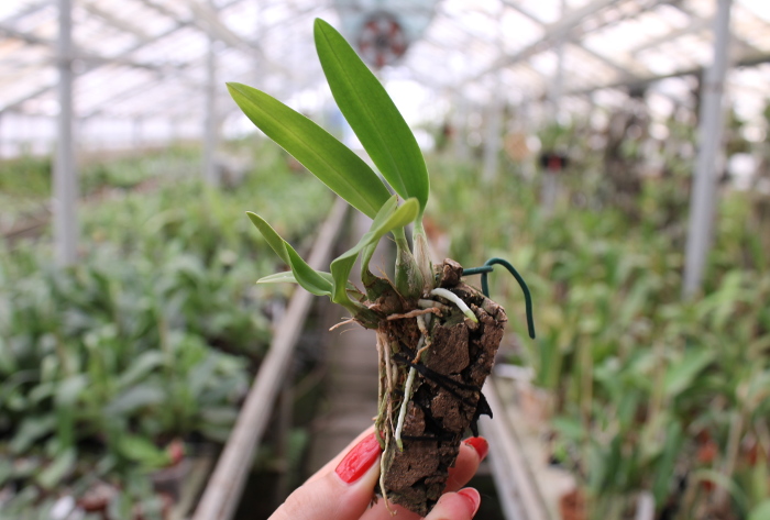 Laelia majale (sin. speciosa).JPG