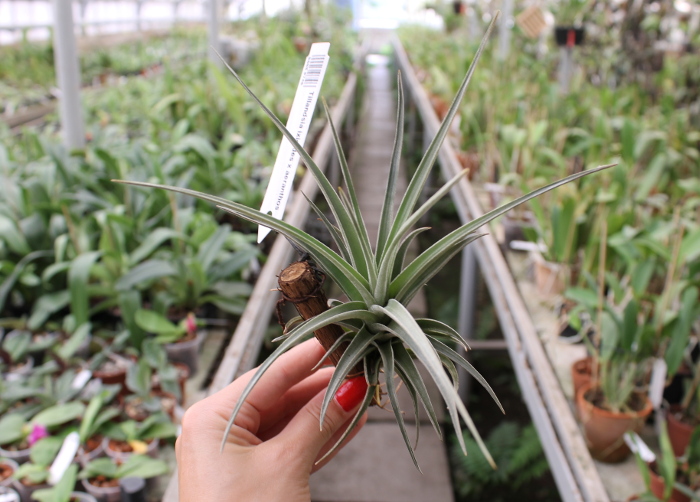 Tillandsia ixioides x aeranthos.JPG