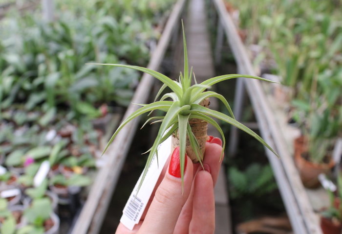 Tillandsia aeranthos hybrid.JPG