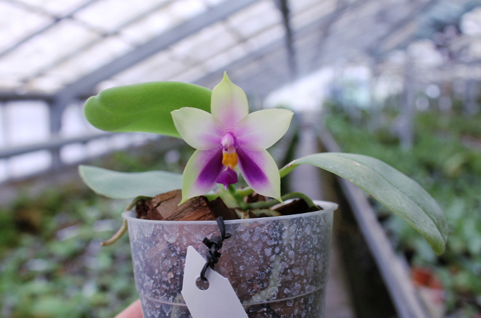 Phalaenopsis bellina 'blue'.JPG