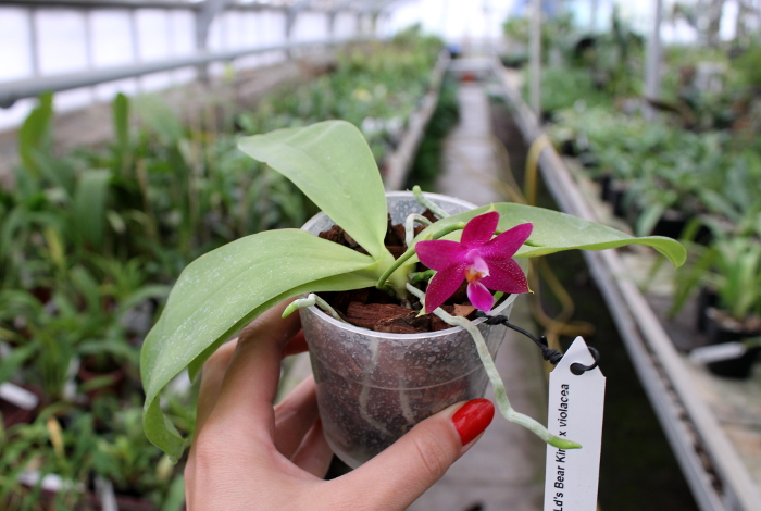 Phalaenopsis Ld's Bear King x violacea indigo .JPG