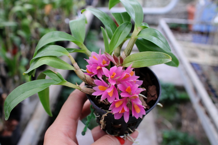 Dendrobium Hibiki (laevifolium x bracteosum).JPG