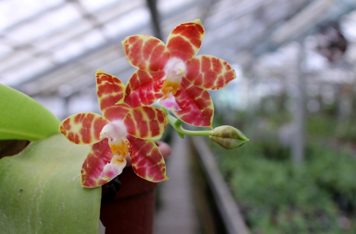 Phalaenopsis amboinensis x Phalaenopsis Penang Girl.JPG