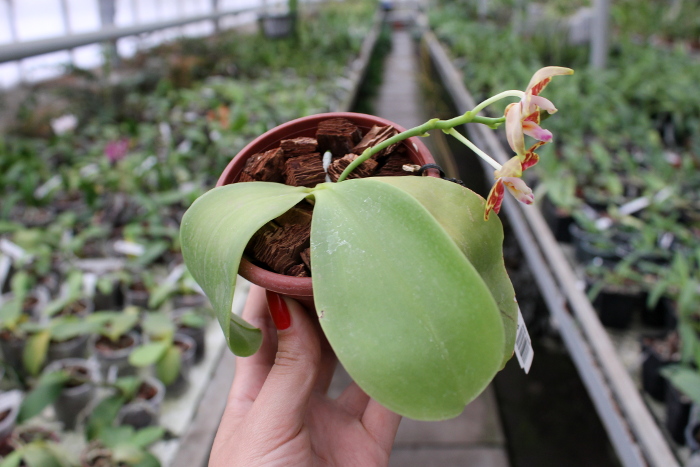 Phalaenopsis amboinensis x Phalaenopsis Penang Girl .JPG