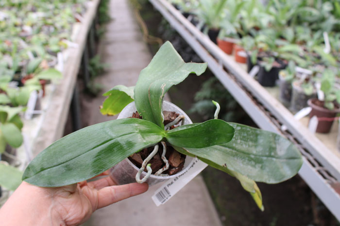 Phalaenopsis KS Happy Eagle x mariae.jpg