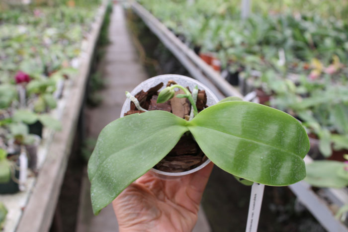 Phalaenopsis violacea var coerulea.jpg