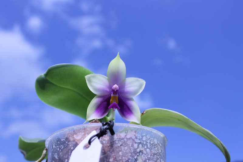 Phalaenopsis bellina 'blue'.jpg