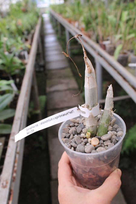 Cycnoches chlorochilon x egertonianum 'Red'.jpg