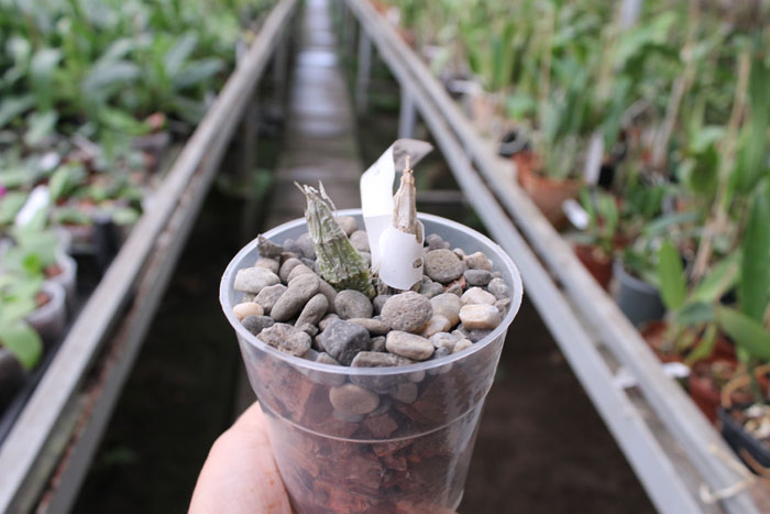 Catasetum denticulatum.jpg