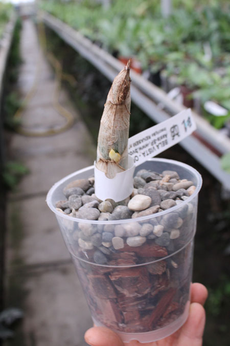 Cycnoches cooperi.jpg