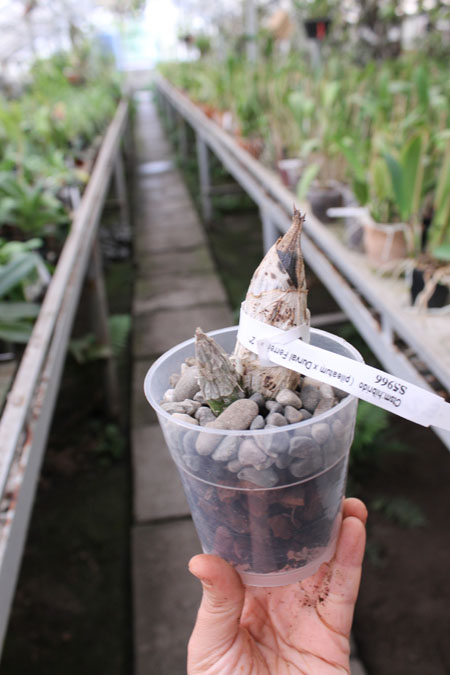 Catasetum (pileatum x Durval Ferreira).jpg