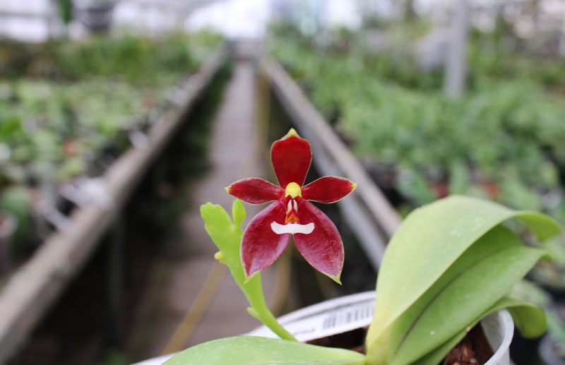 Phalaenopsis cornu cervi 'Dark Red'.jpg