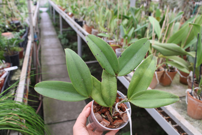 Cattleya ( schilleriana tipo x aclandiae tipo ).jpg