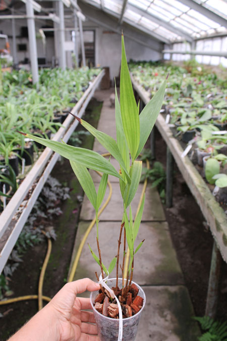 Sobralia liliastrum.jpg